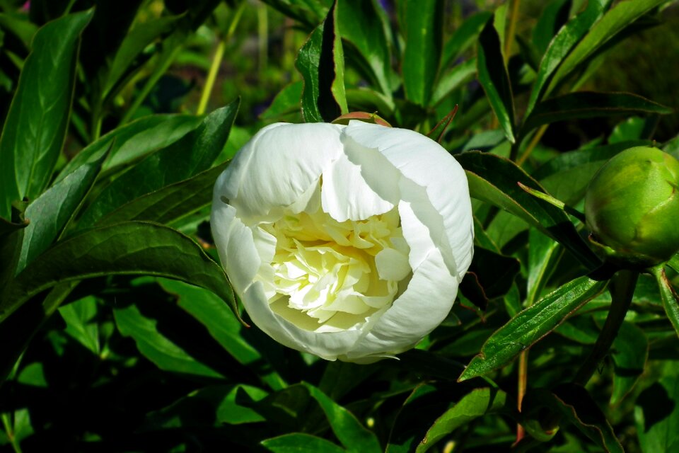 White spring nature