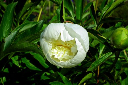 White spring nature