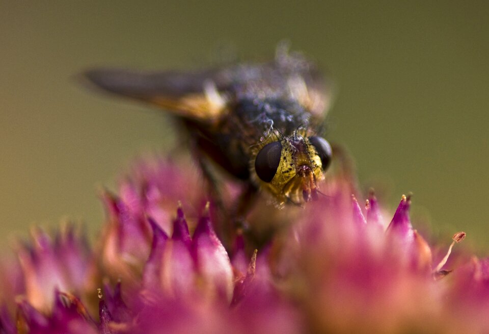 Nature macro flower