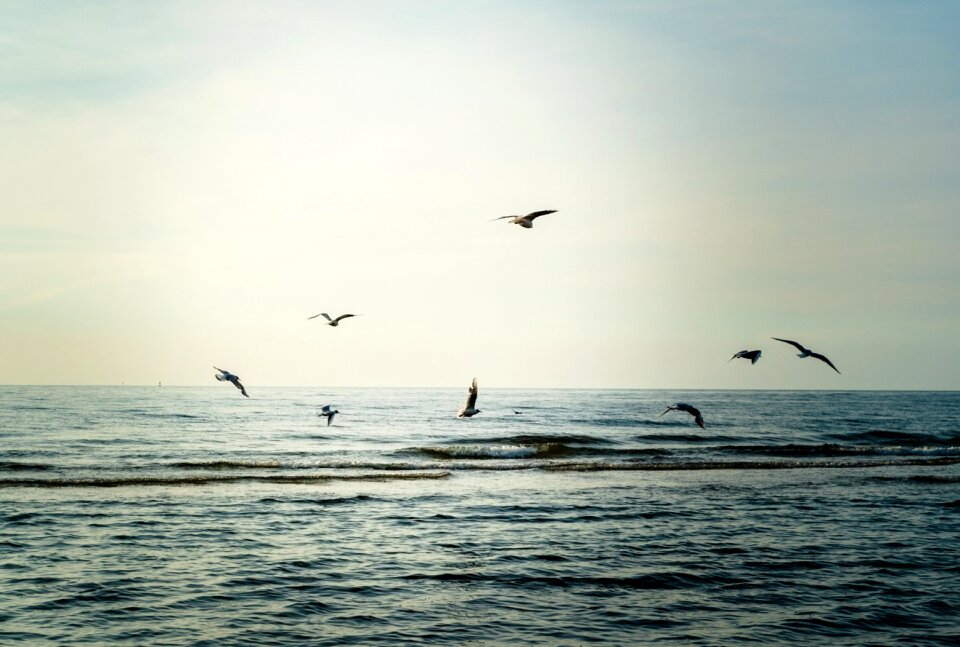Nature flight sky