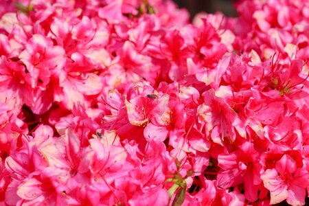 Plant garden petal photo