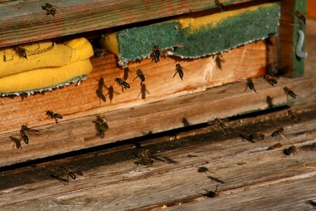 Insect bees beehive photo