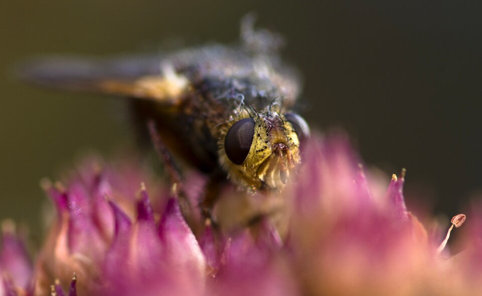 Nature macro flower