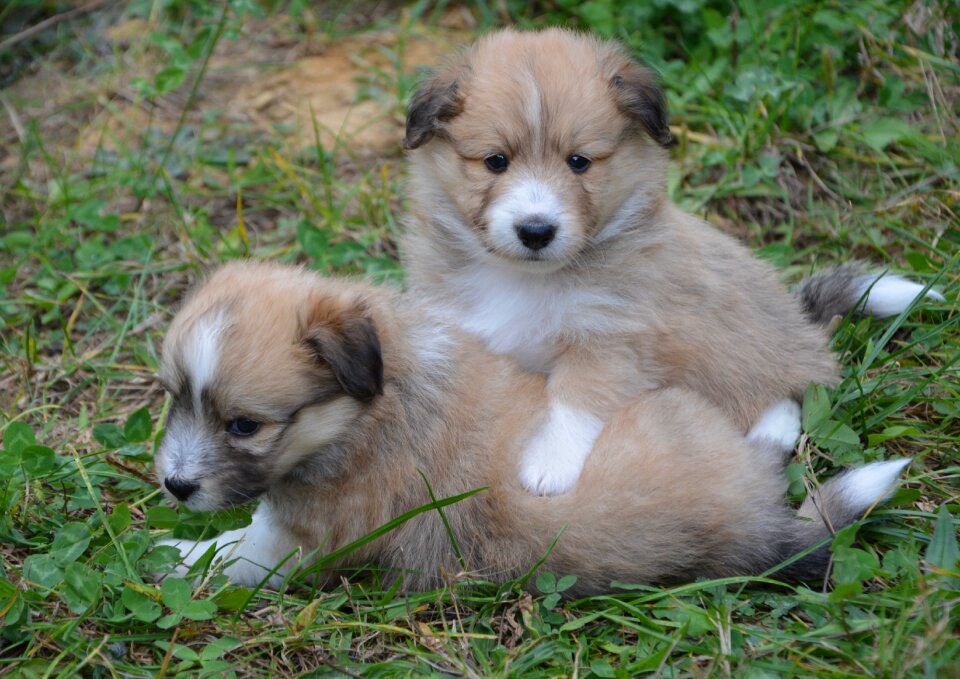 Domestic adorable cute