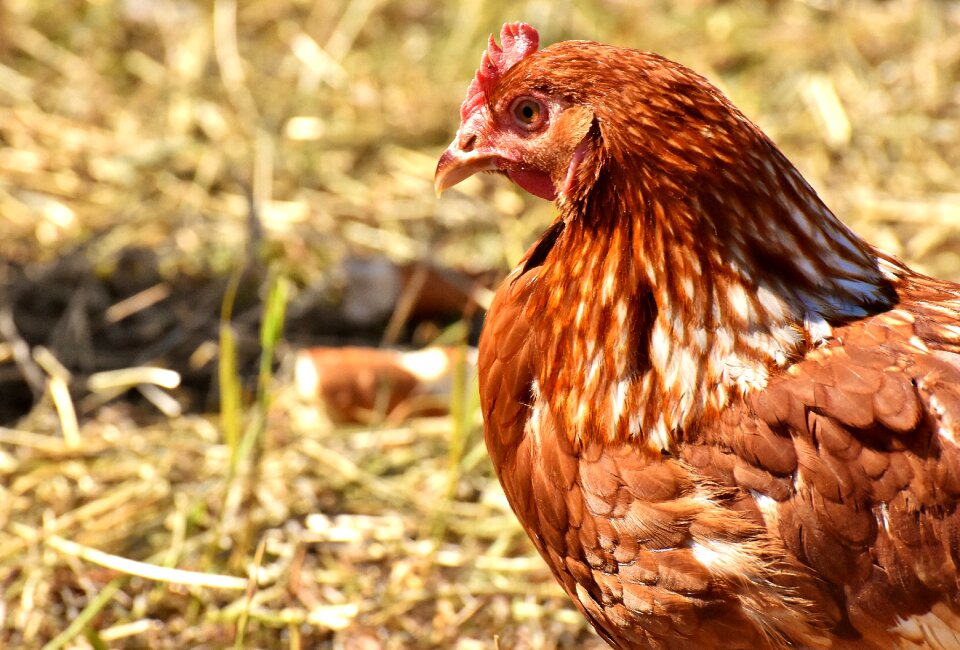 Feather farm animal animal world