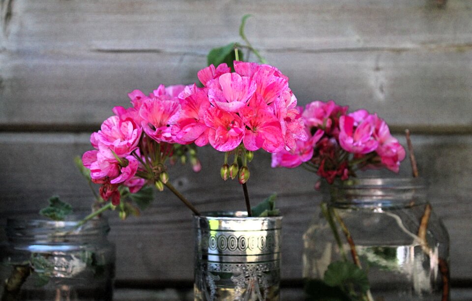 Pink blossom bloom