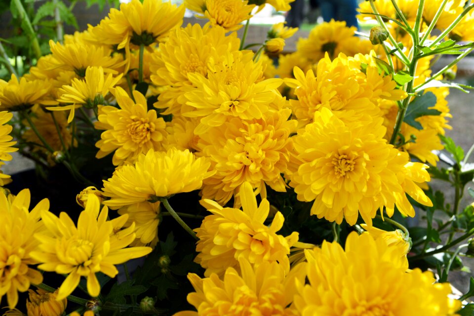 Greens yellow bouquet