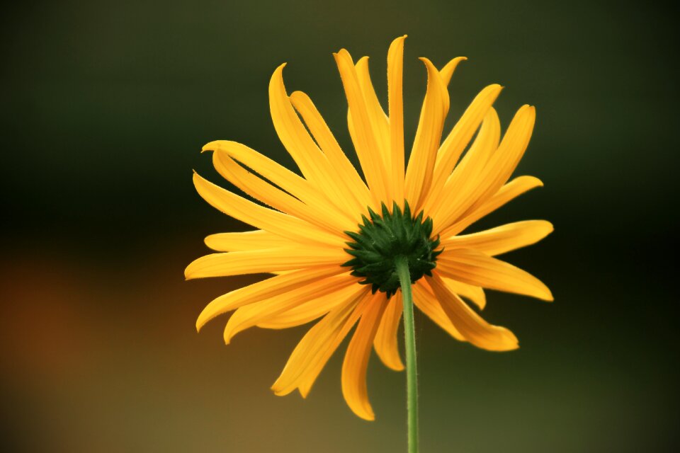 Rear helianthus occidentalis shrub