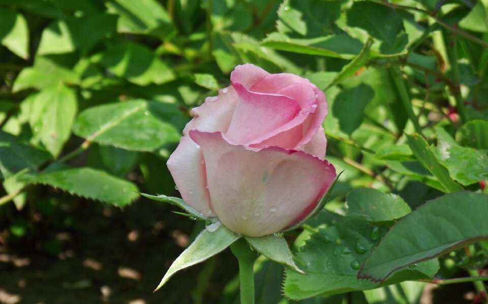 Droplets beauty garden