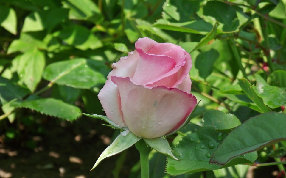 Droplets beauty garden photo