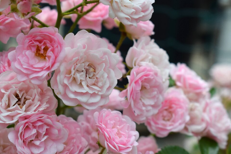 Nature plant romantic