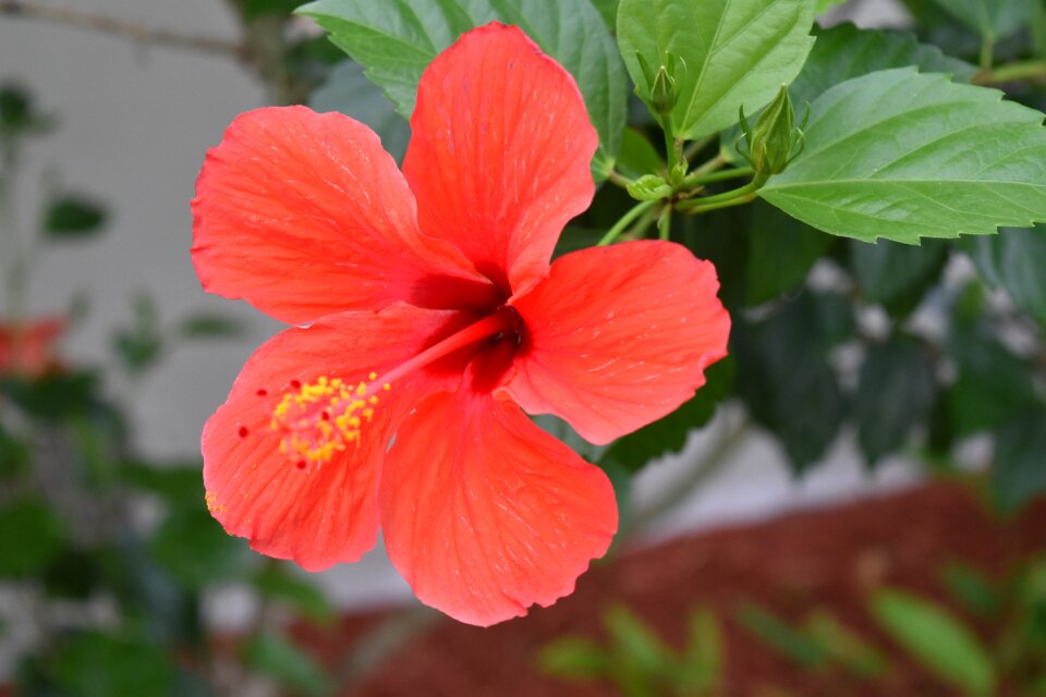 Flower florida natural
