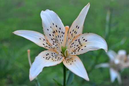 Lily flower outdoor