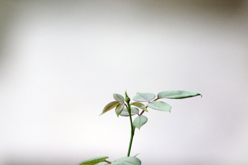 Growth flower gray leaf