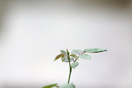 Growth flower gray leaf photo