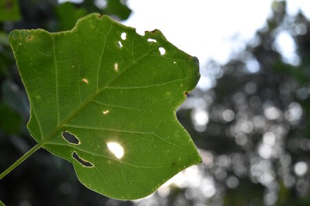 Leaf smiley face green sunshine photo