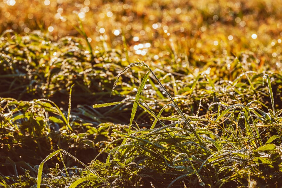 Natural meadow morning