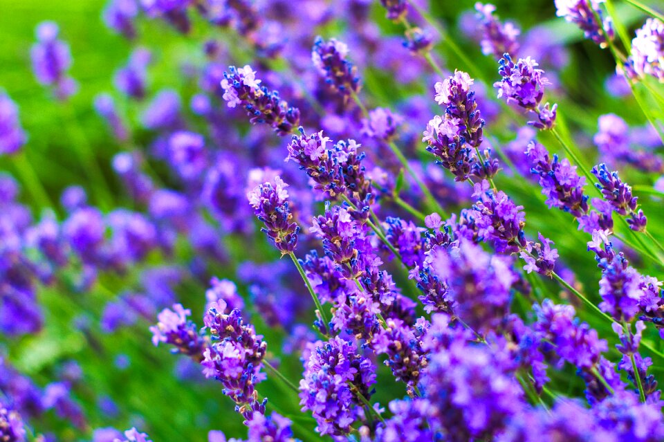 Flowers meadow spring photo