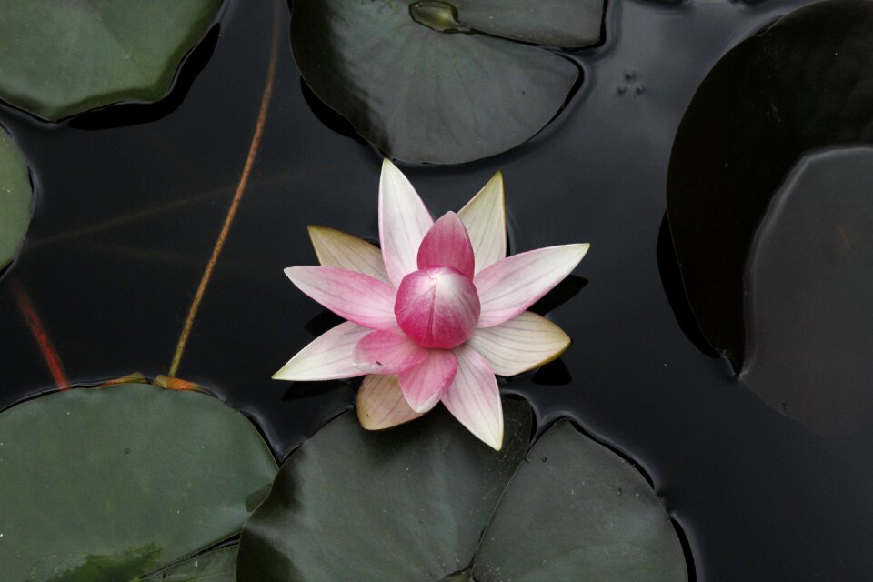 Garden pond summer water