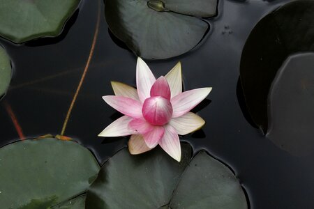 Garden pond summer water