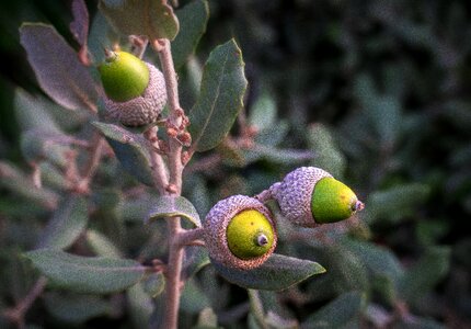 Oak leaves plant