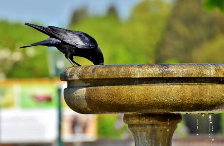Fountain drink bird photo
