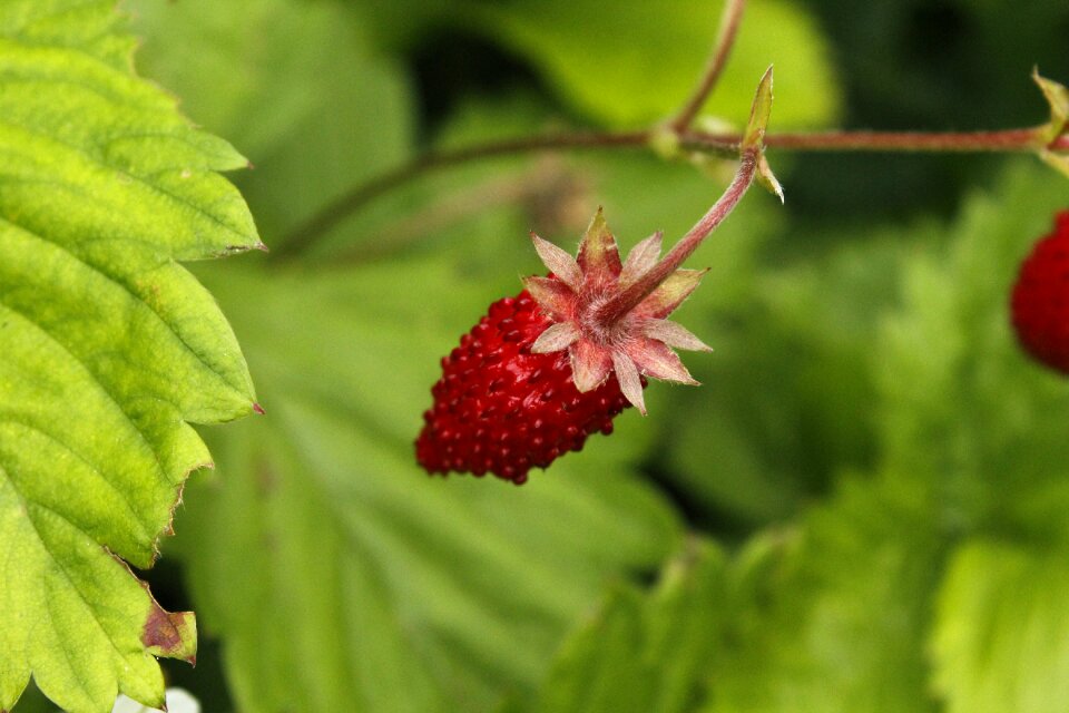Red healthy fresh
