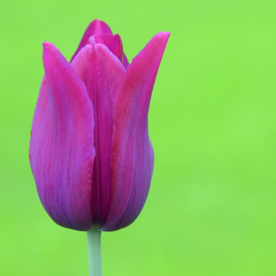 Holland flower park
