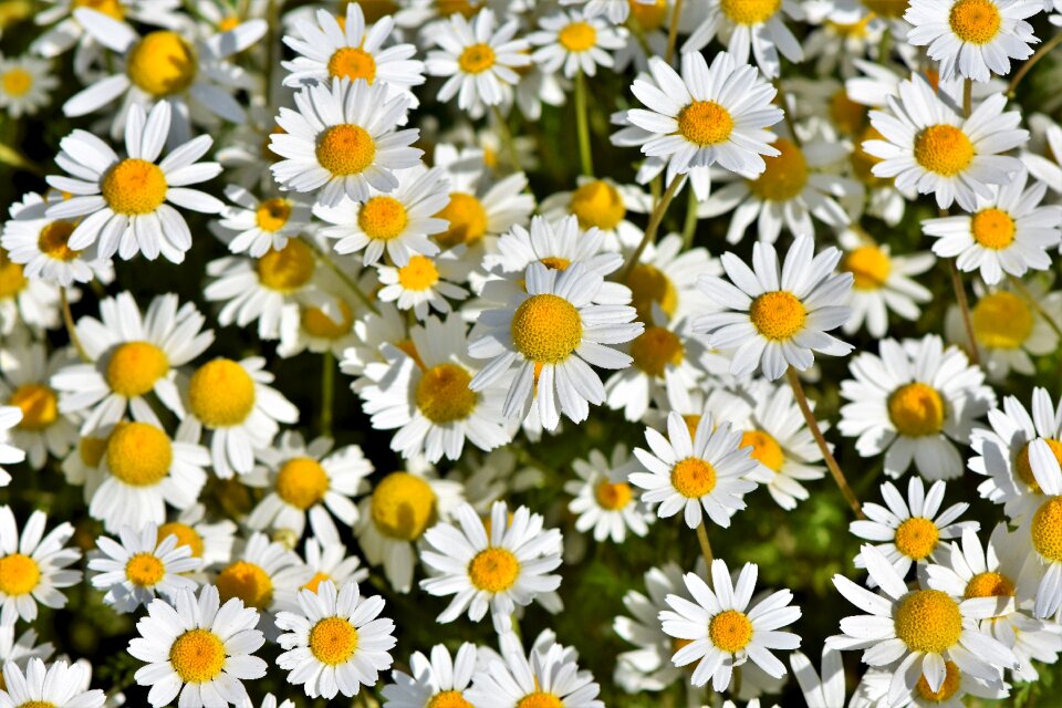 White flower bloom