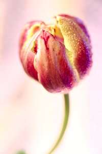 Flower plant nature