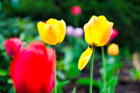 Garden spring meadow photo