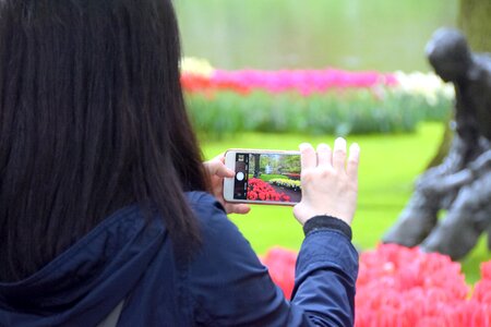 Flowers tulips photographer