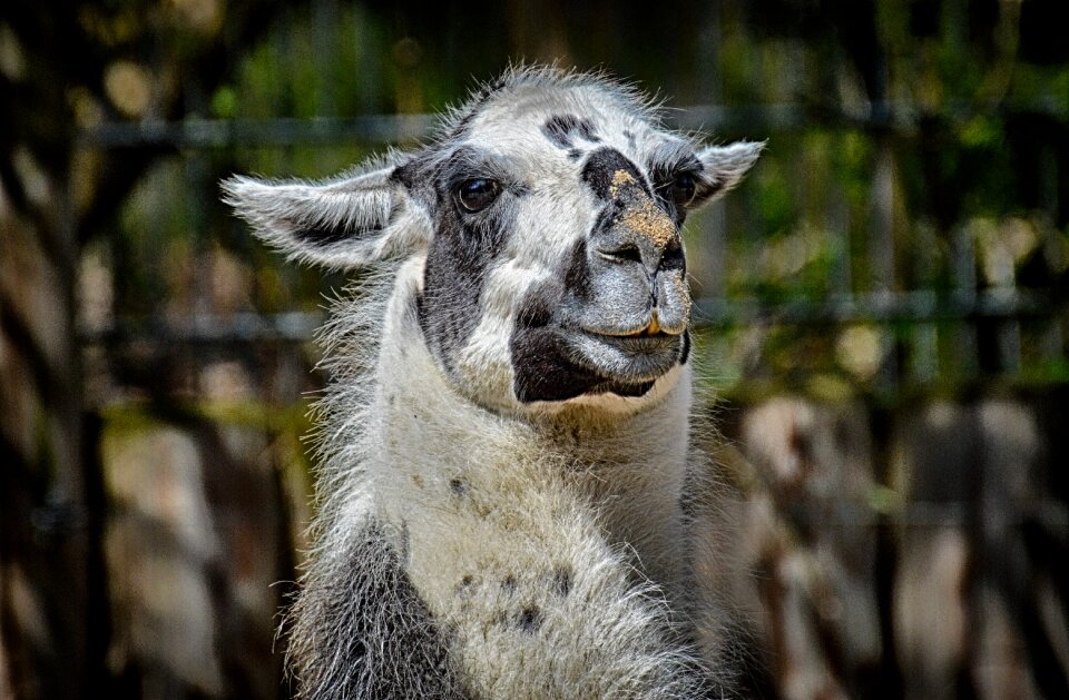 Funny cute tierpark hellabrunn