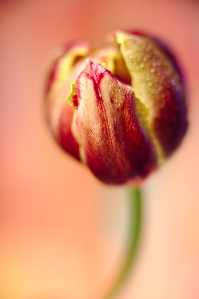 Flower plant nature photo