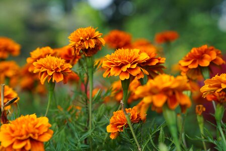 Flowers nursery malaysian