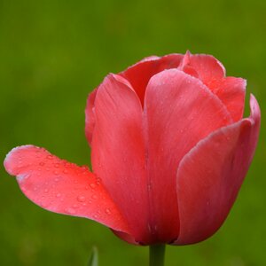 Tulips flowers park