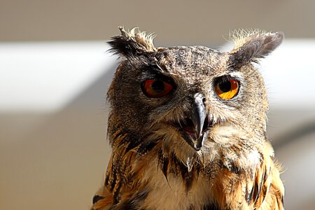 Raptor bird of prey animal world
