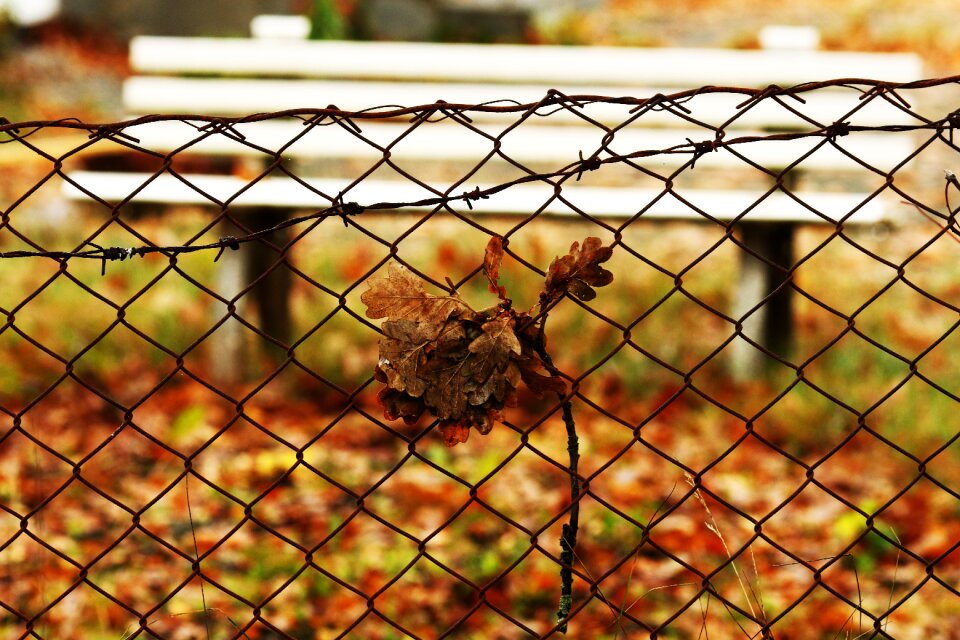 Bench fence autumn