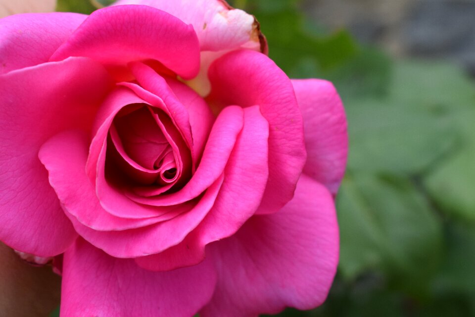 Nature plant romantic