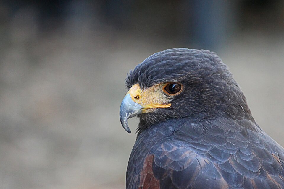 Big hawk raptor bird of prey photo