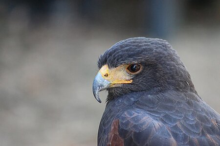 Big hawk raptor bird of prey photo