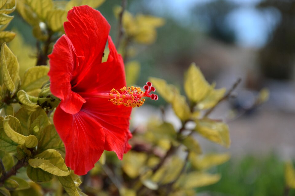 Malvaceae mallow flower