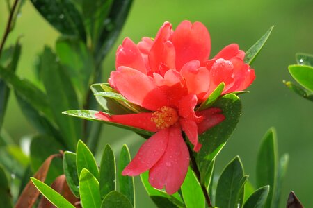Plant univalve nature