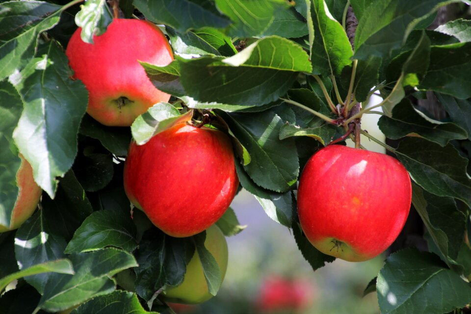 Fruit fresh tasty