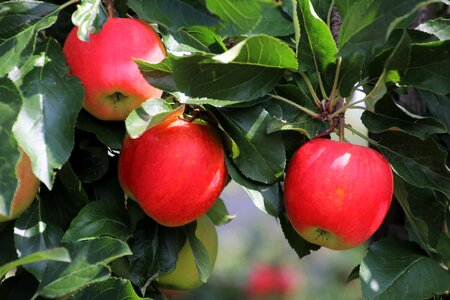 Fruit fresh tasty