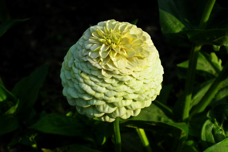 Nature macro garden