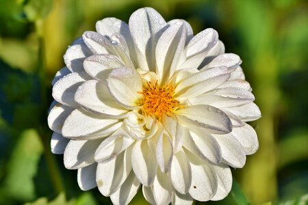 Bud dahlia garden garden plant photo