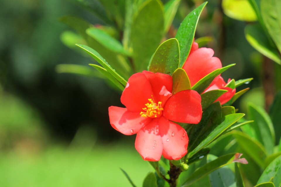Plant univalve nature