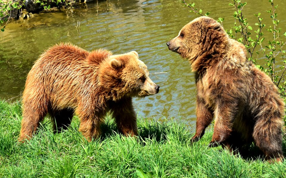 Funny brown bear nature park