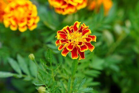 Flowers nursery malaysian